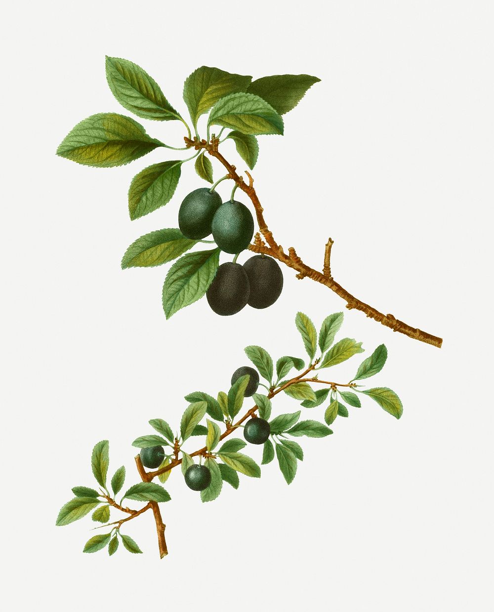 Vintage blackthorn branch plant illustration