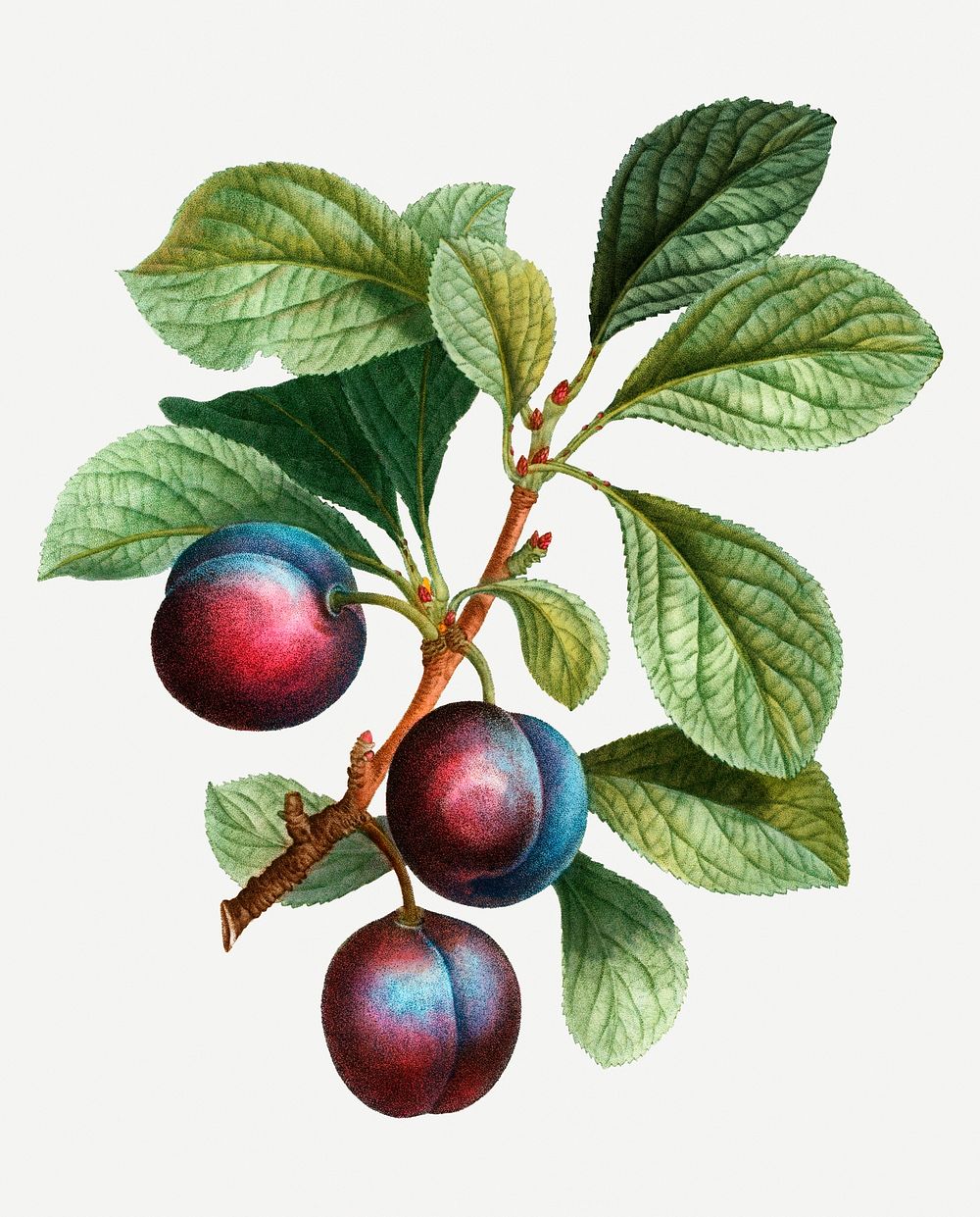 Vintage myrobalan plum plant illustration