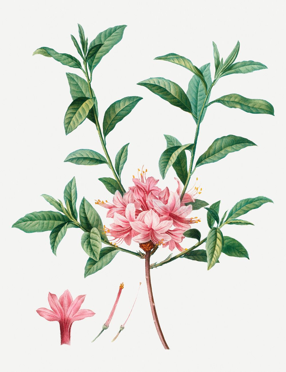 Vintage blooming pink Azalea illustration