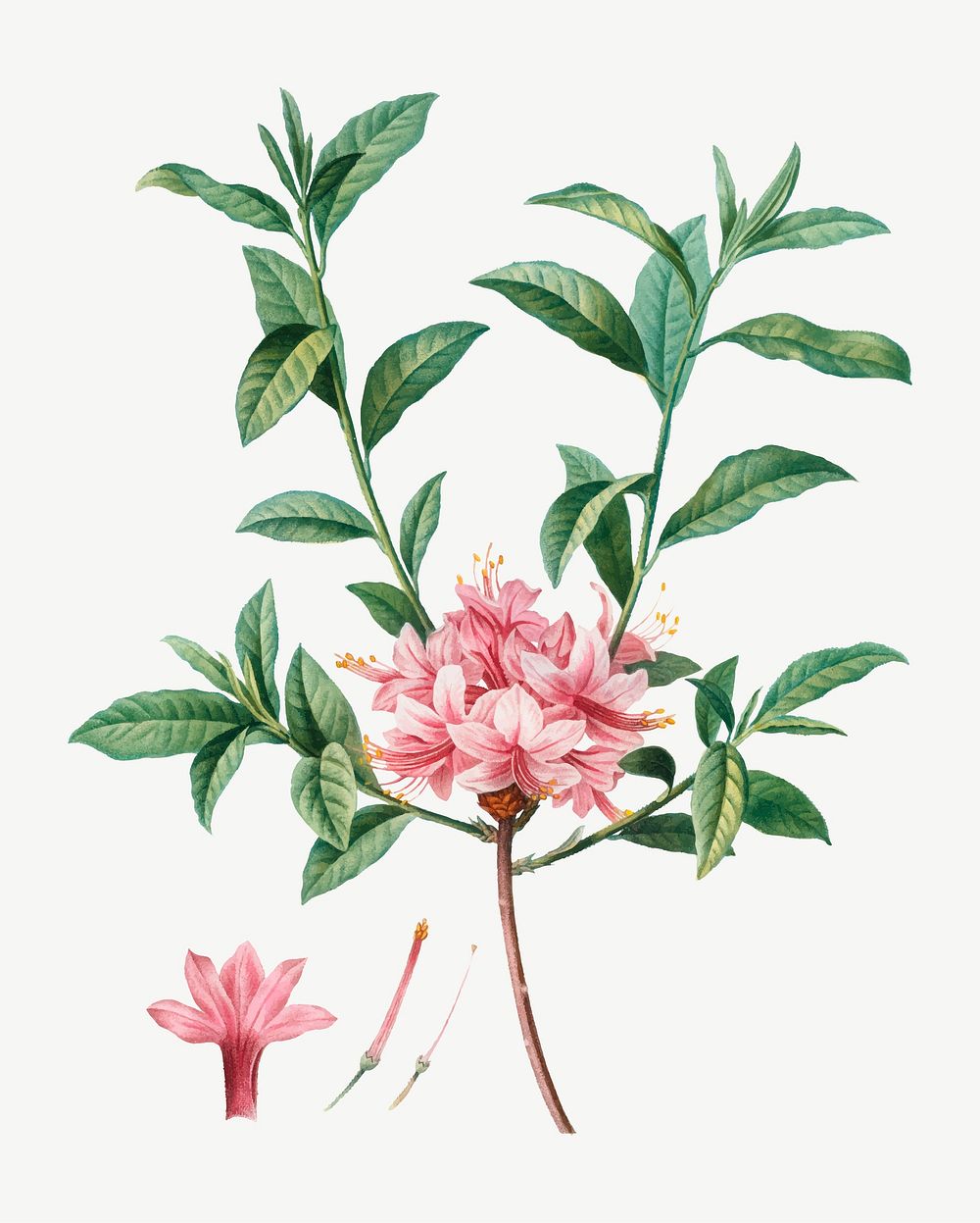 Vintage blooming pink Azalea vector