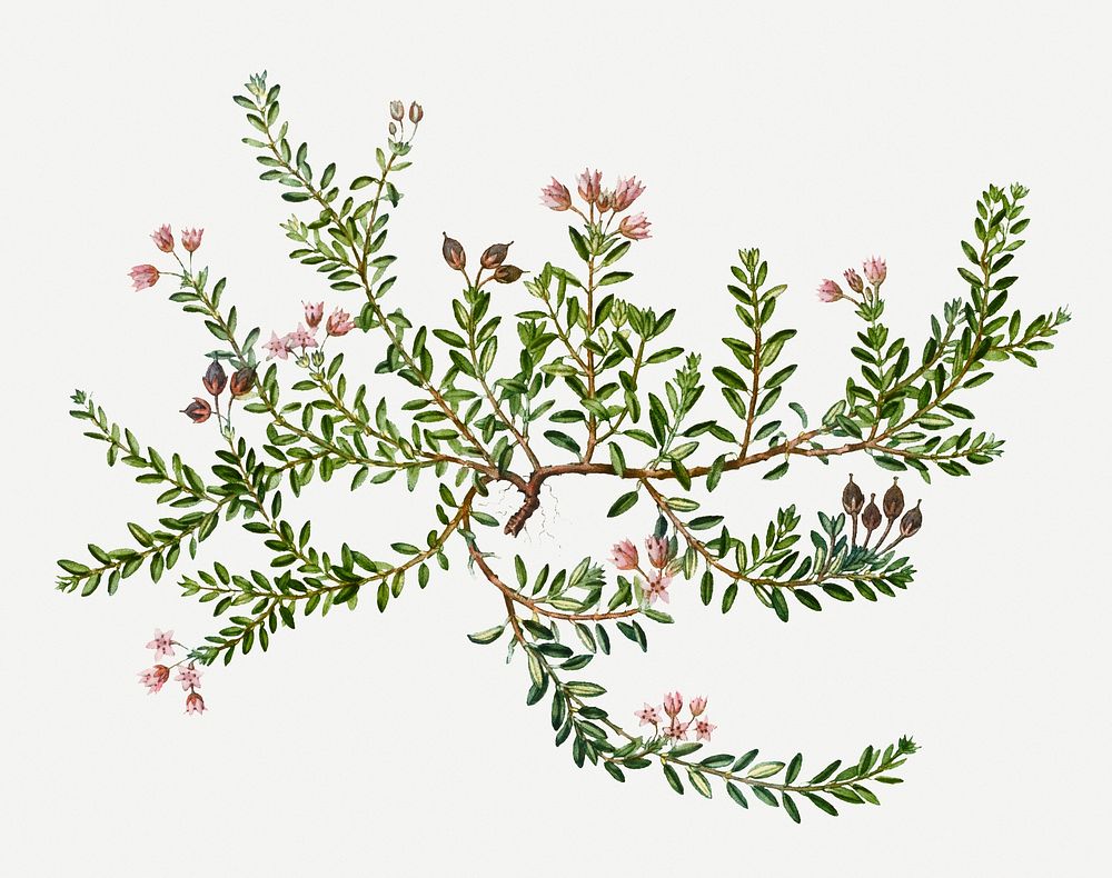 Vintage alpine azalea branch plant illustration