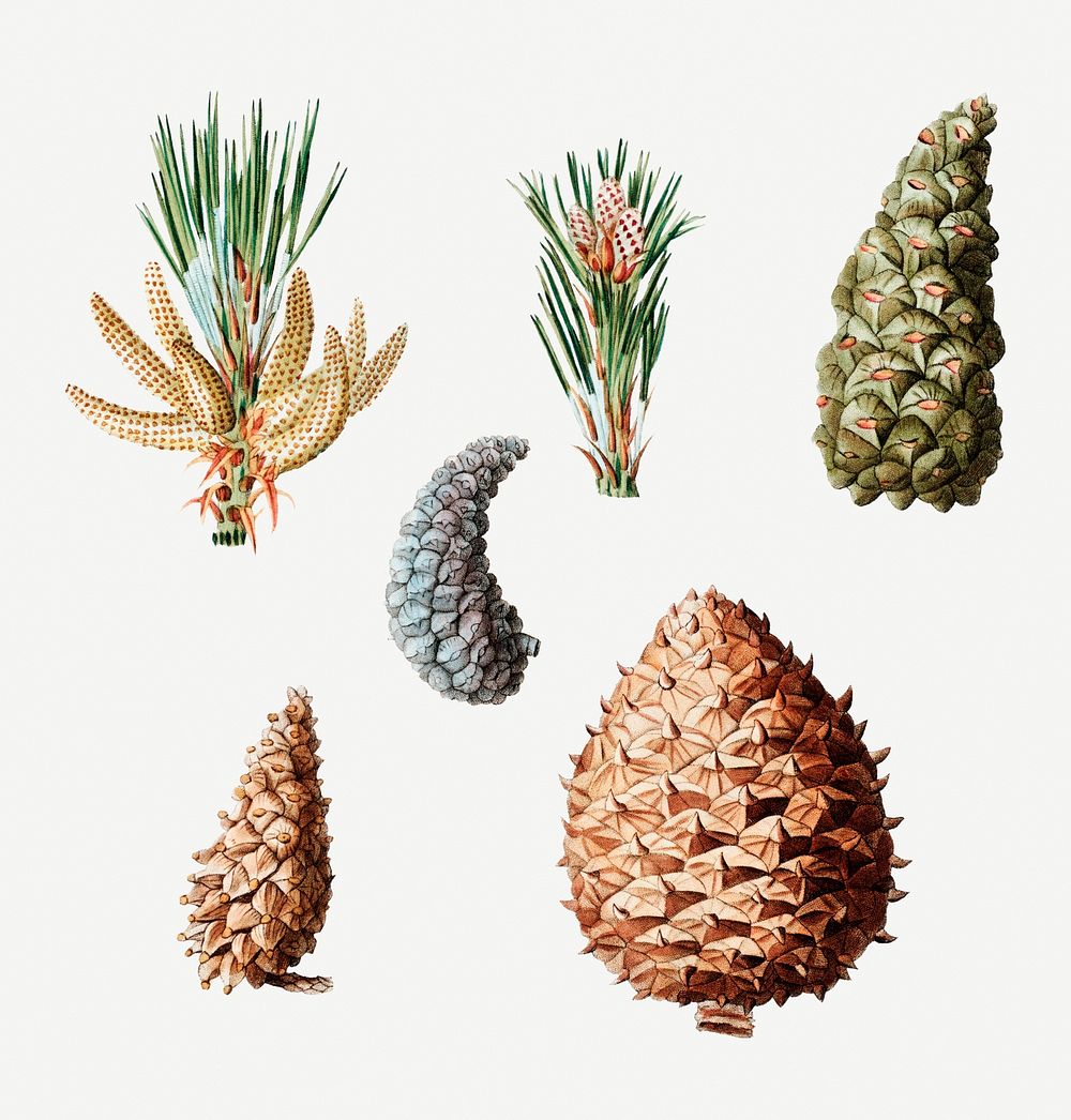 Various conifer cones set illustration