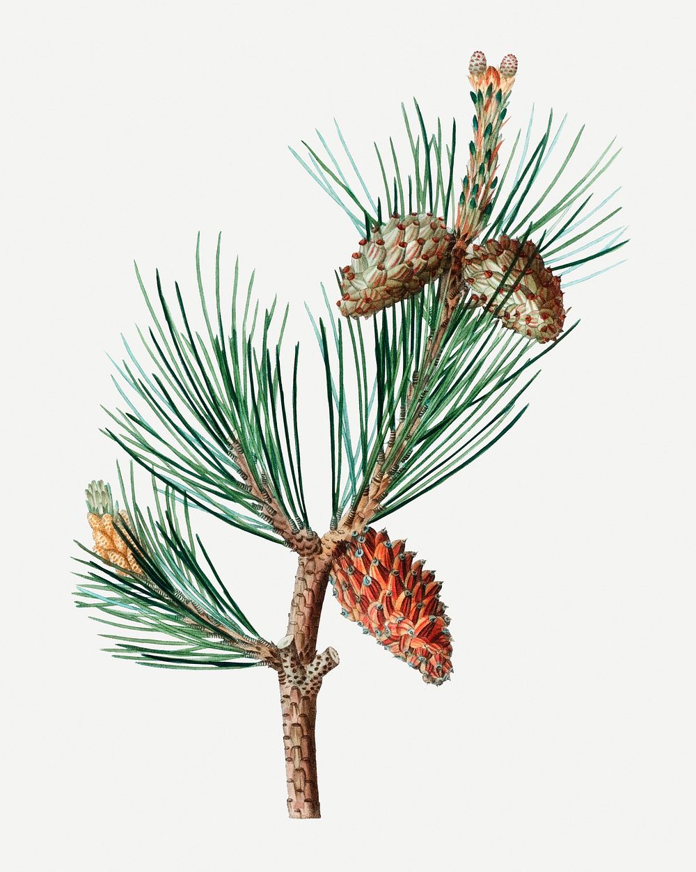 Creeping pine and conifer cones illustration