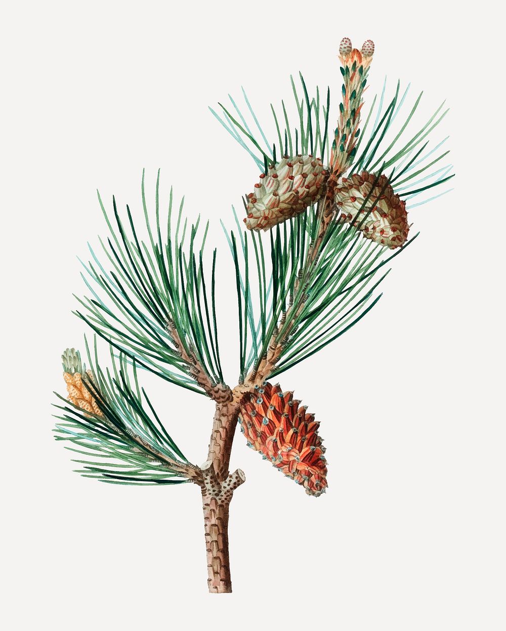Vintage creeping pine and conifer cones vector