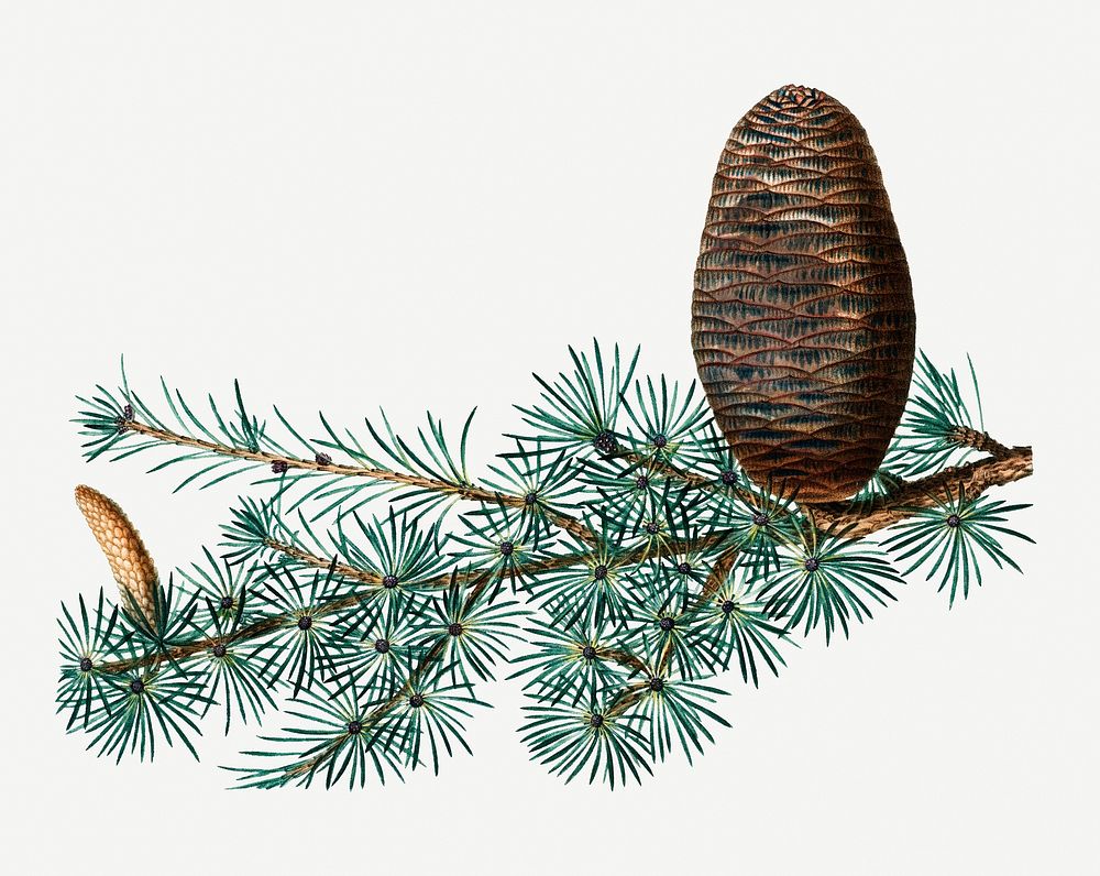 Cedar of Lebanon and conifer cone illustration