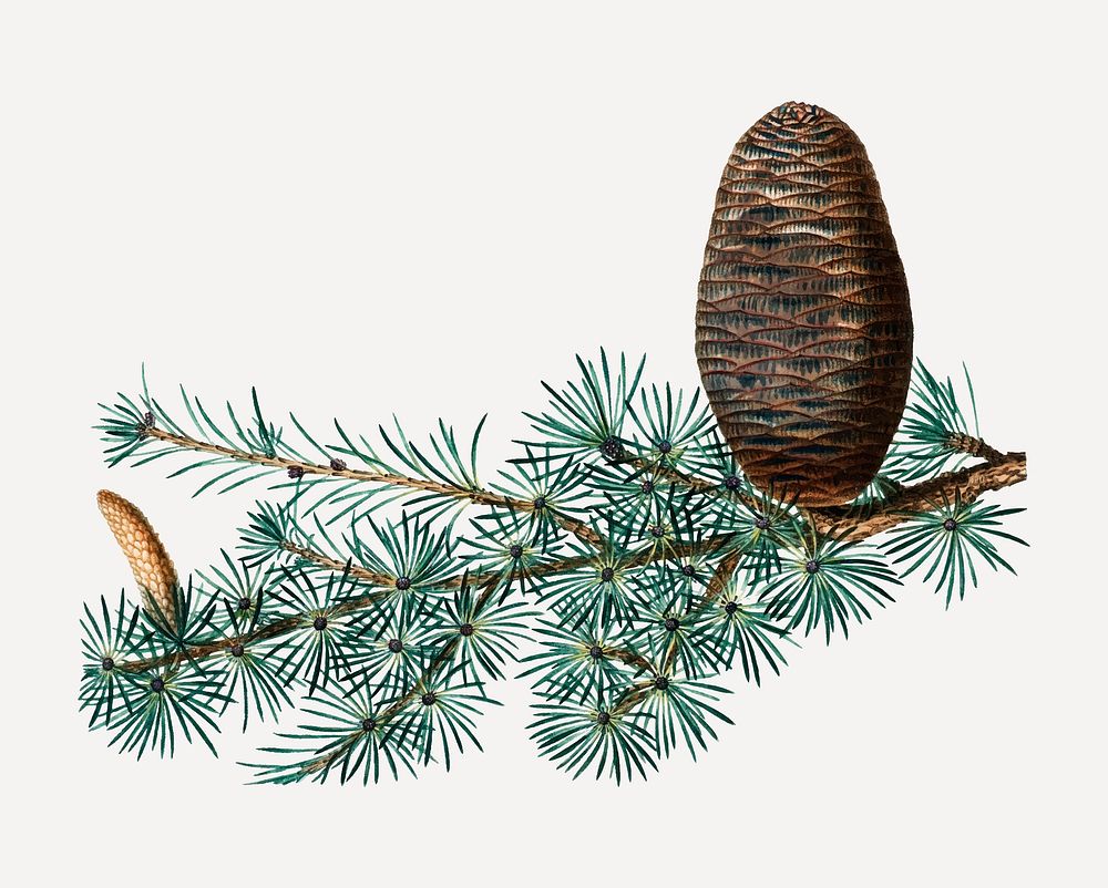 Vintage cedar of Lebanon and conifer cone vector