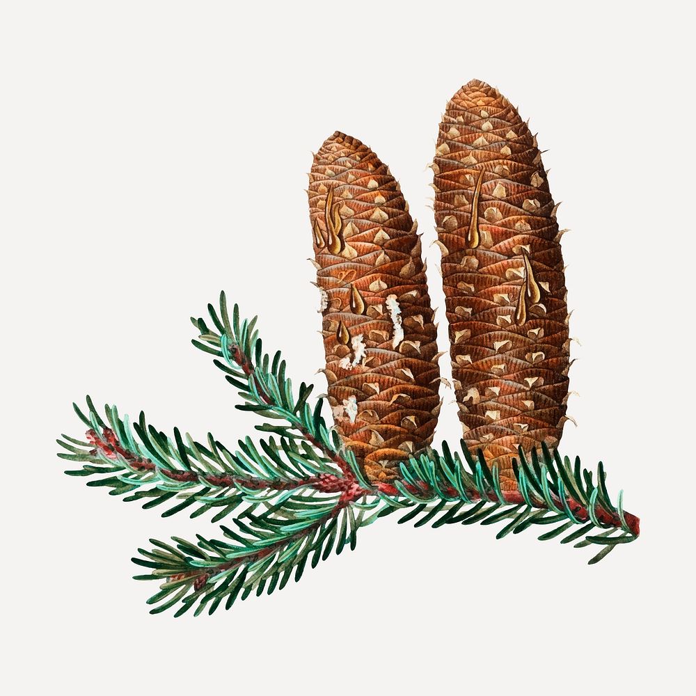 Vintage silver fir and conifer cones vector