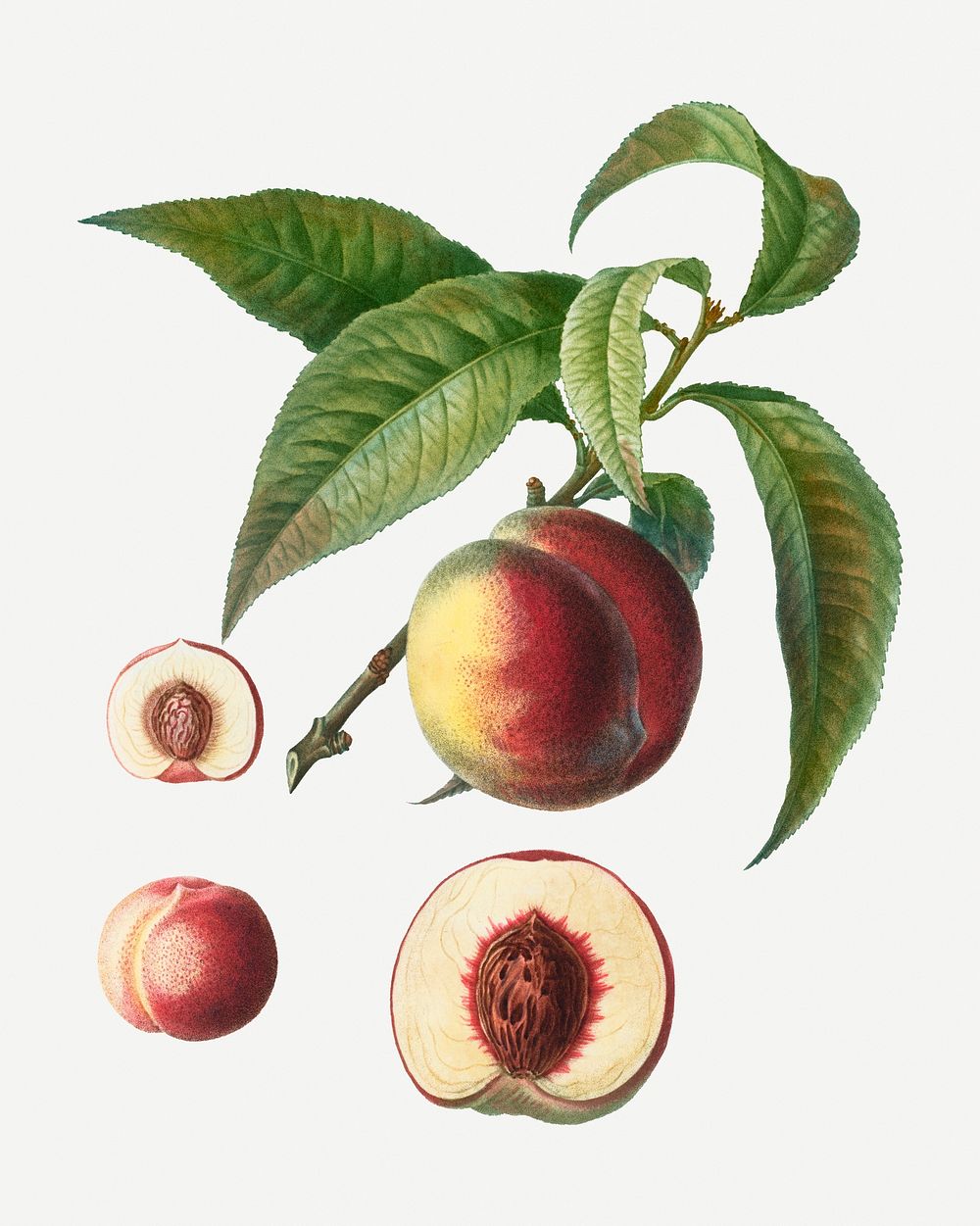 Vintage peach stages branch plant illustration