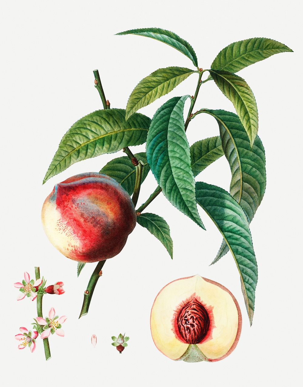 Vintage peach on a branch illustration
