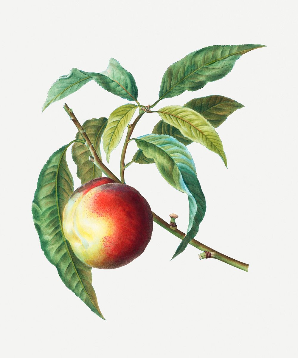 Peach on a branch illustration