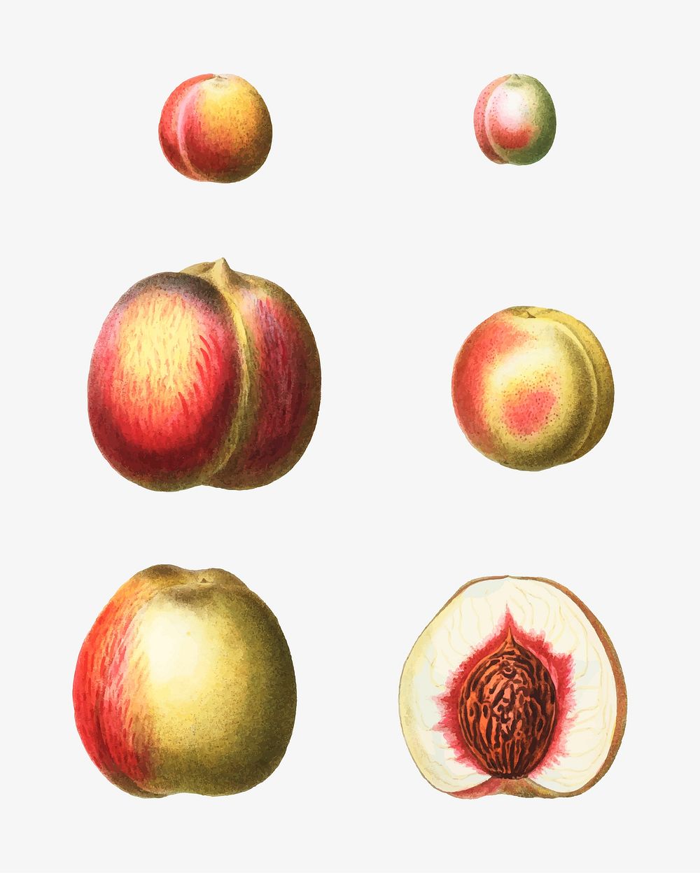 Vintage stages of a peach vector