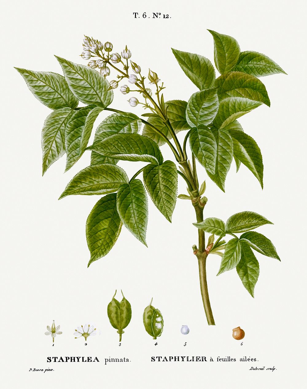 European bladdernut, Staphylea pinnata from Trait&eacute; des Arbres et Arbustes que l&rsquo;on cultive en France en pleine…