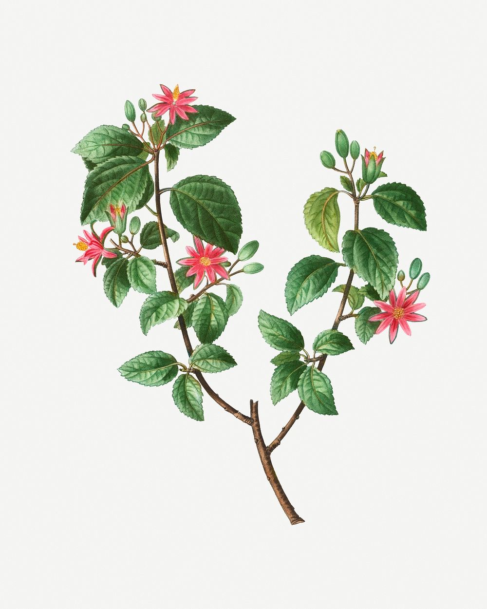 Crossberry on branches flowering plant illustration