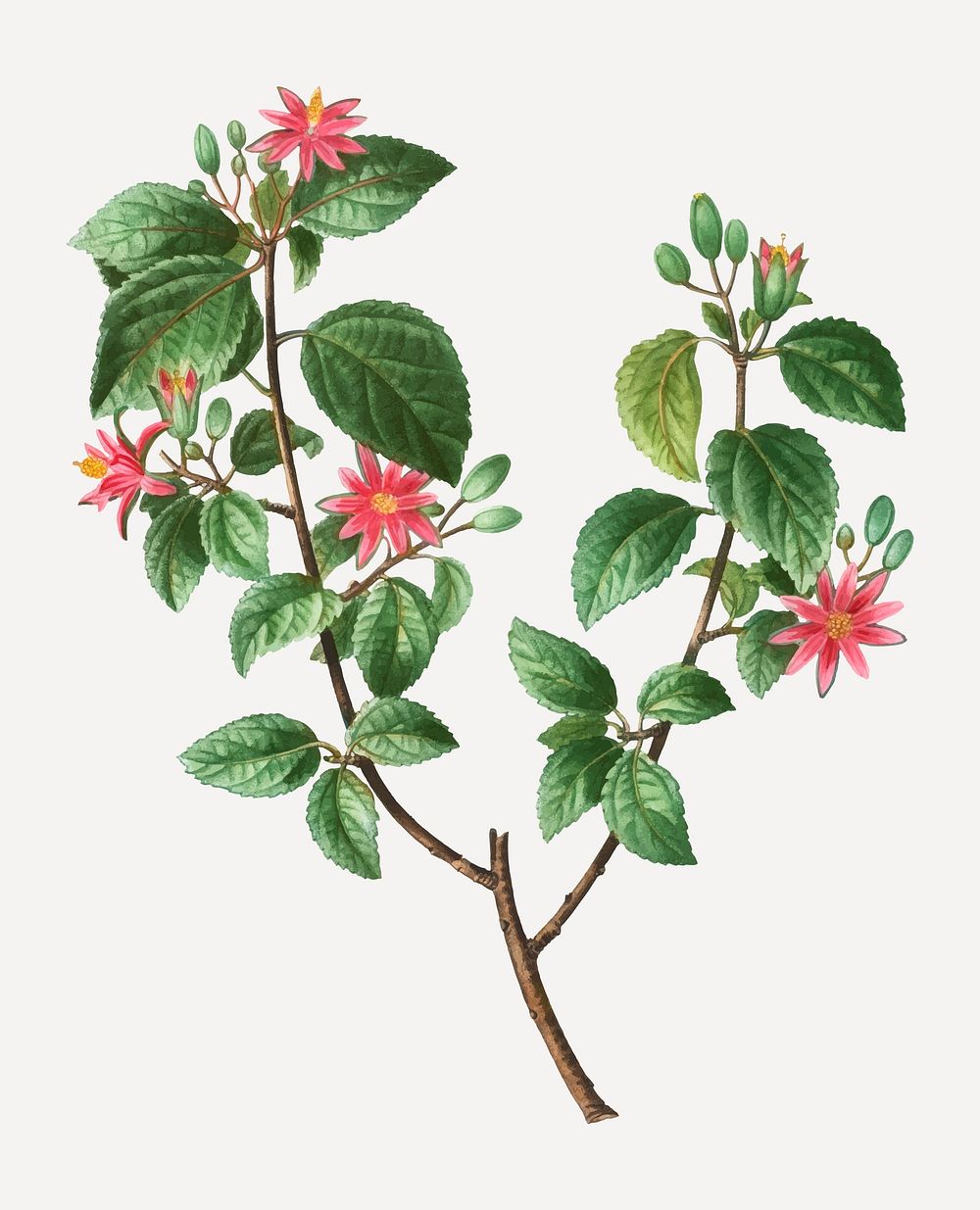 Vintage blooming crossberry flower vector