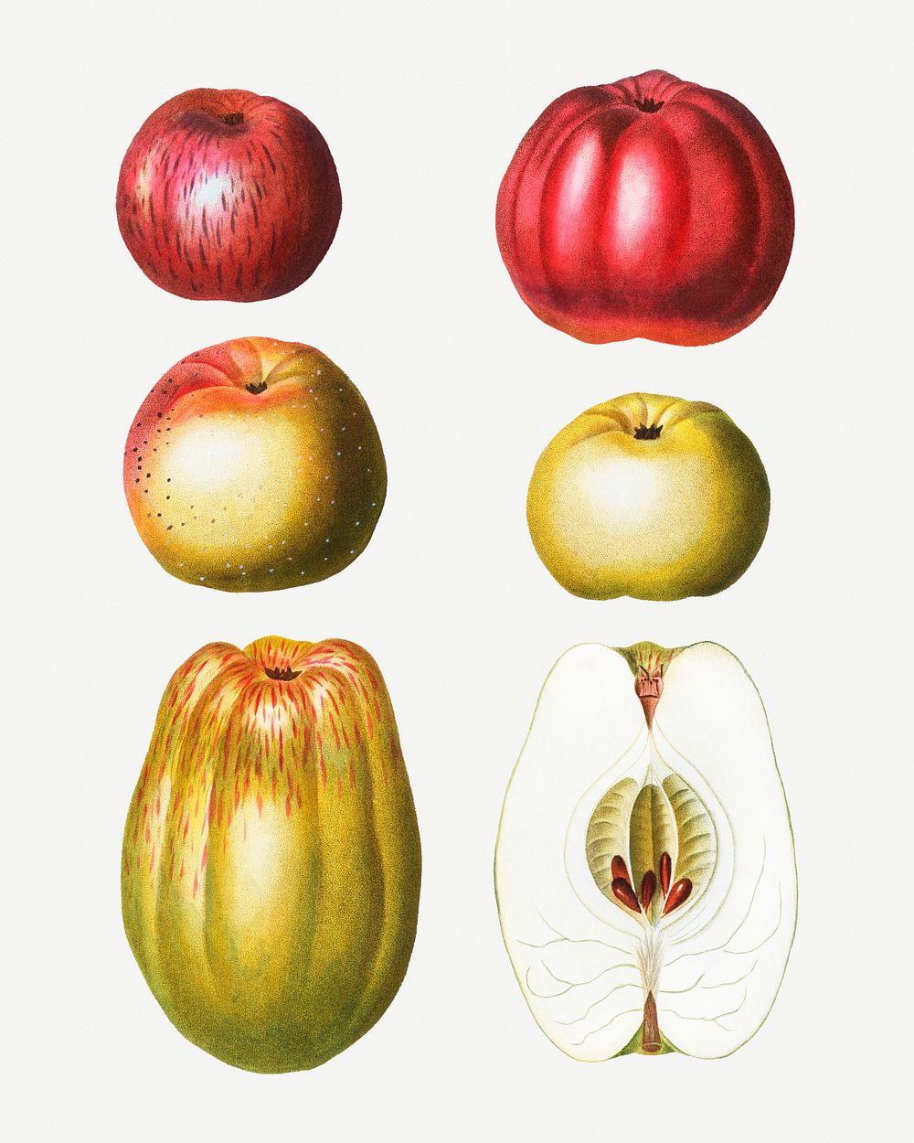 Vintage sweet apple fruits illustration