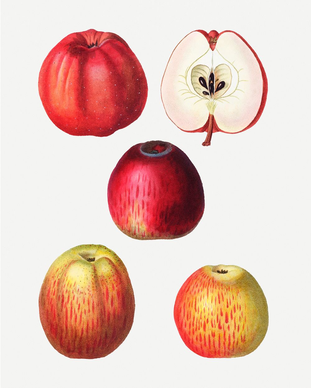 Vintage sweet apple fruits illustration