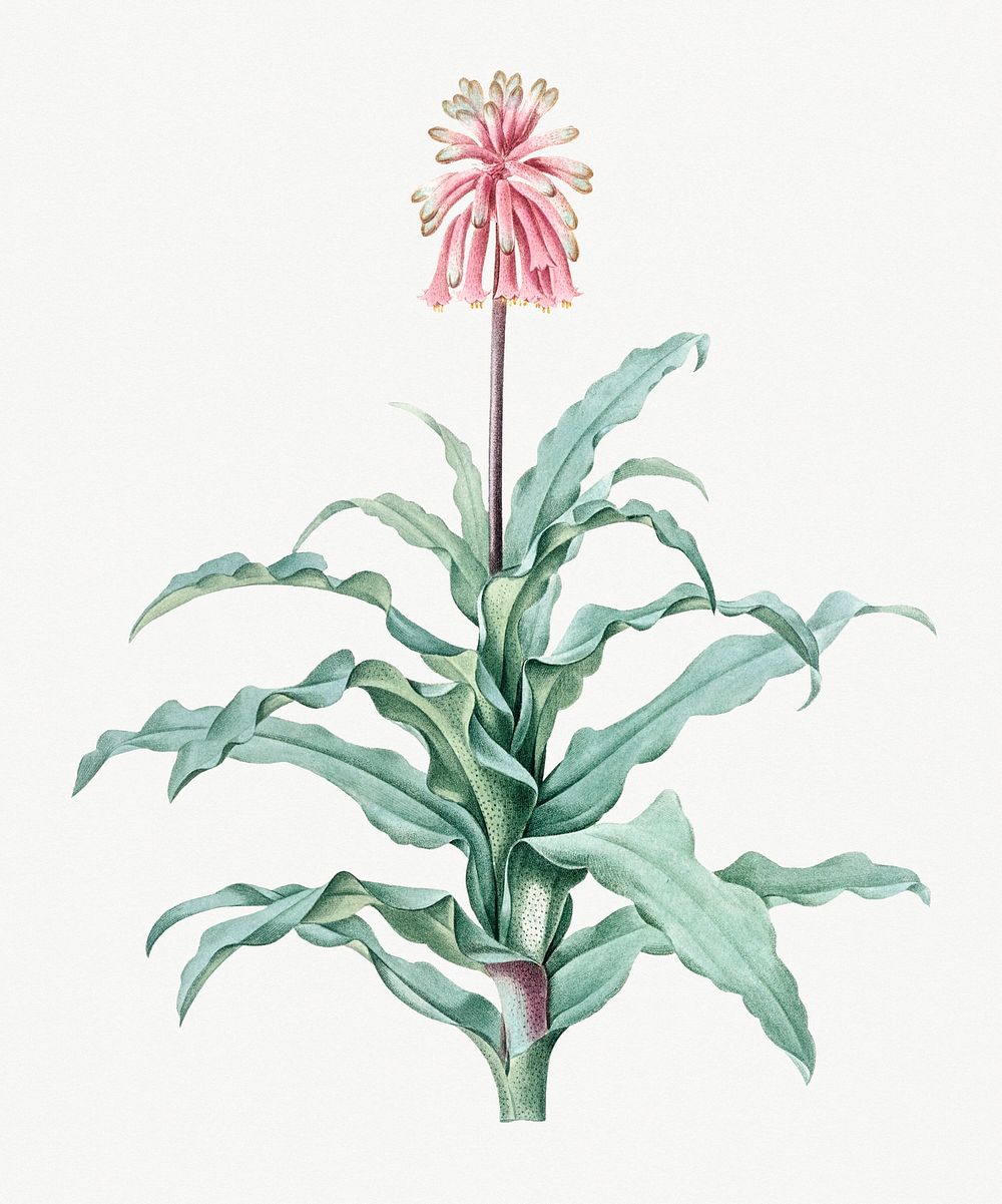 Vintage Illustration of Sand lily