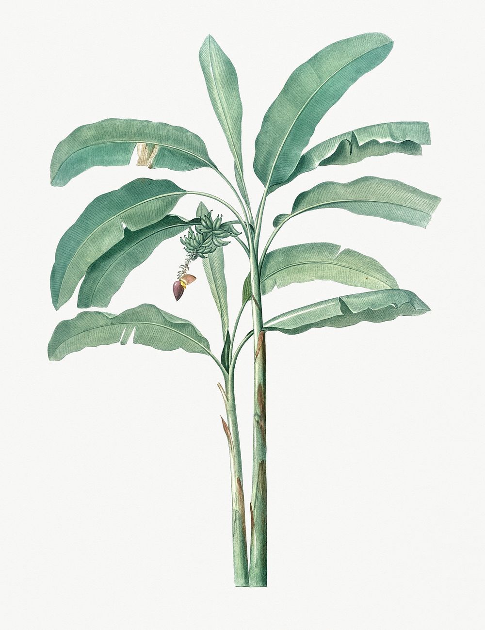 Vintage Illustration of Banana tree