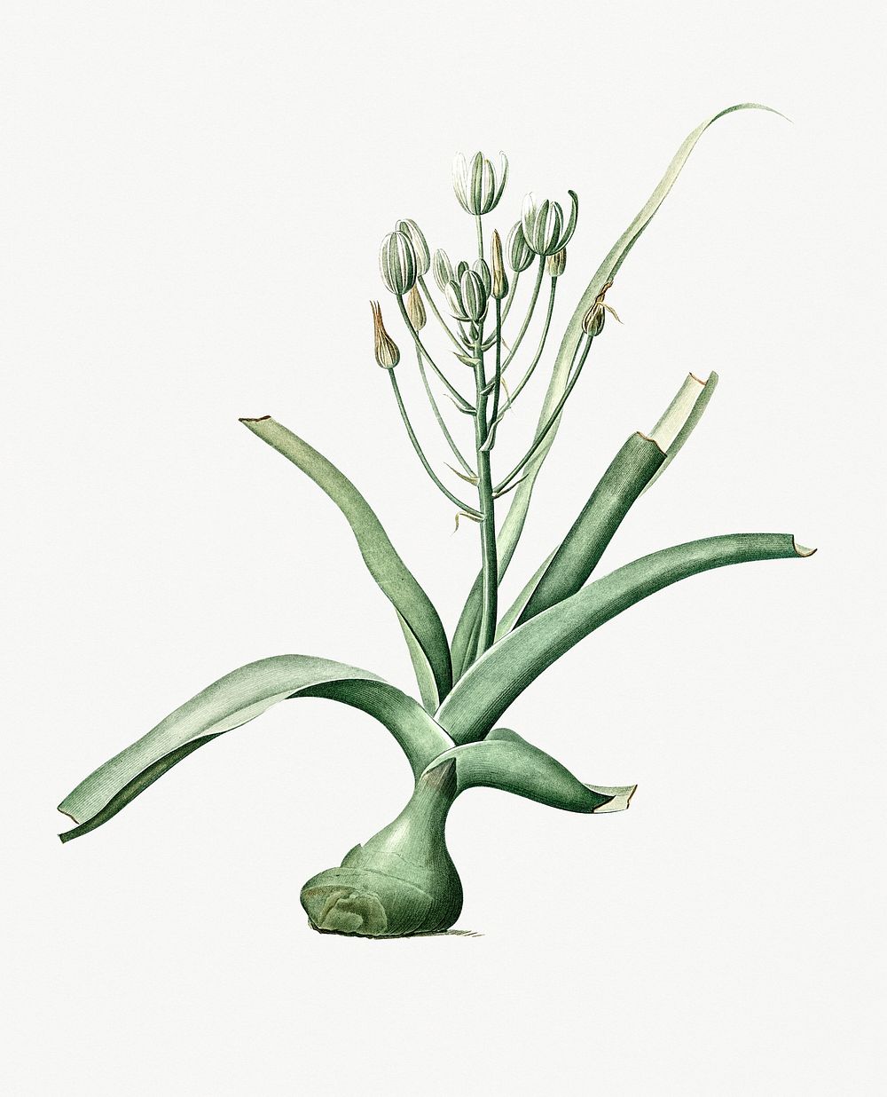 Vintage Illustration of Slime lily
