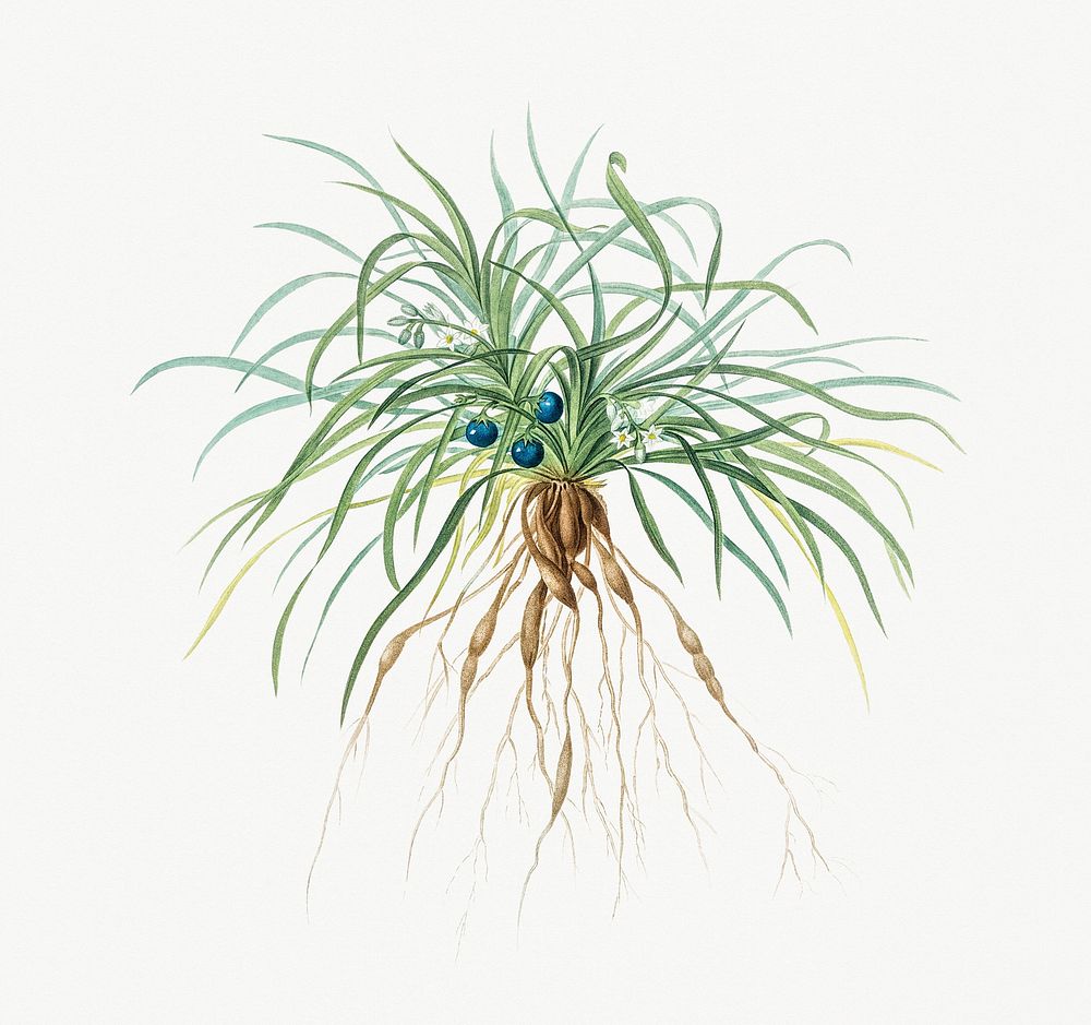 Vintage Illustration of Convallaria japonica