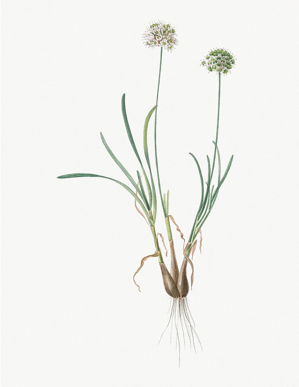 Vintage Illustration of Allium carolinianum
