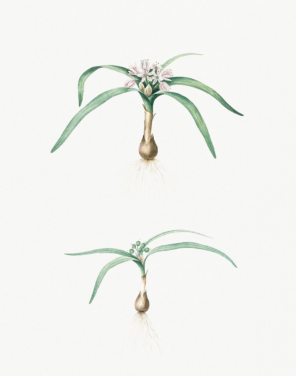Vintage Illustration of Dwarf garlic