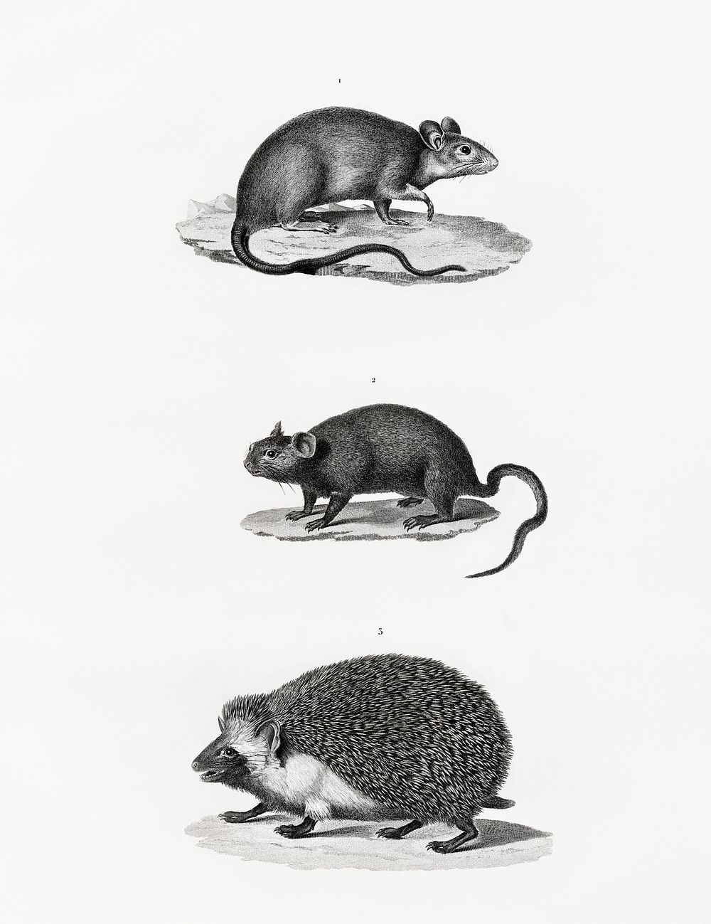 1. Alexandria Rat 2. Egypt Echimis 3. Hedgehog illustrated by Edme Fran&ccedil;ois Jomard for Description de l'&Eacute;gypte…