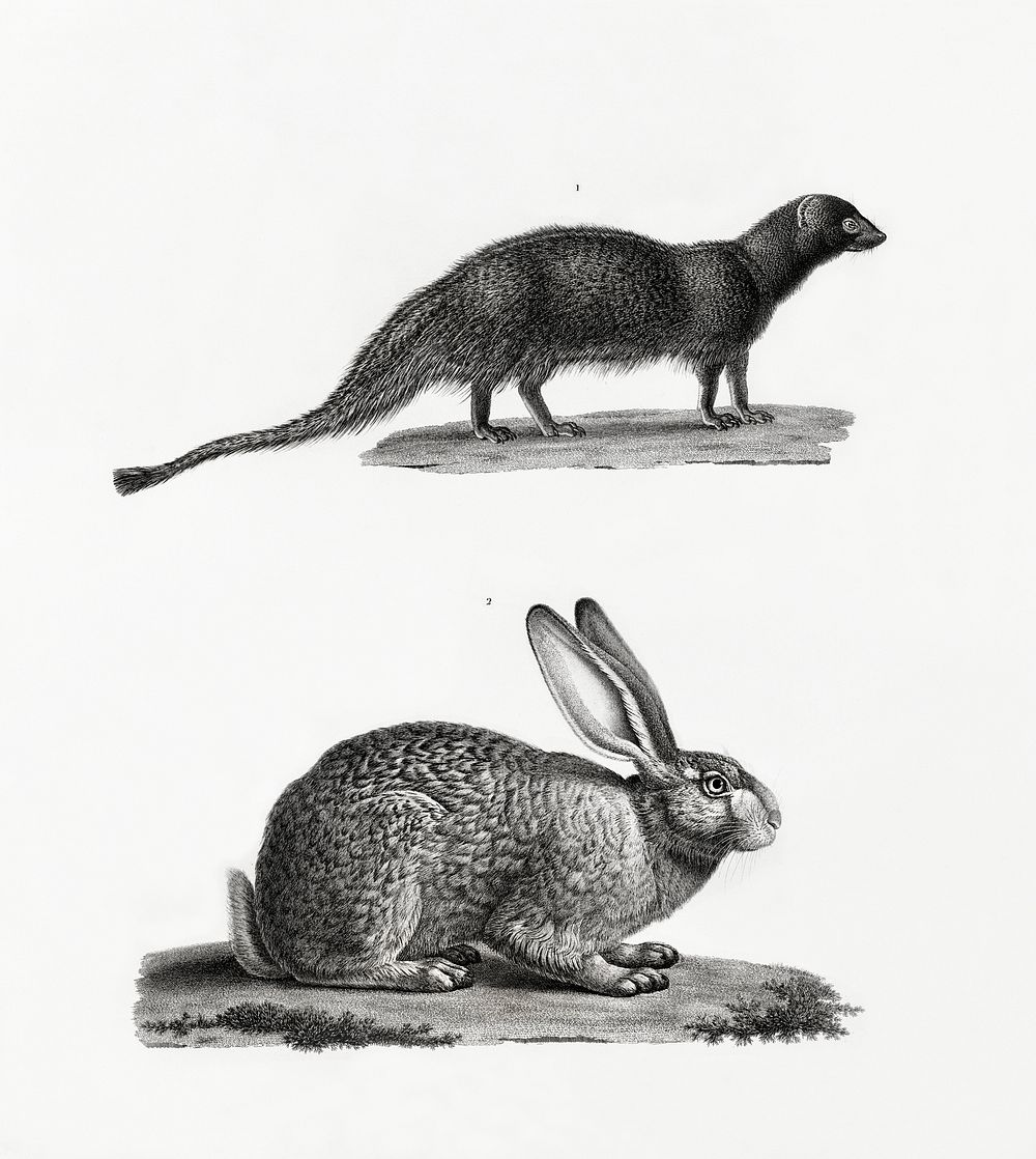 1. Egyptian mongoose 2. Egyptian Hare illustrated by Edme Fran&ccedil;ois Jomard for Description de l'&Eacute;gypte Histoire…
