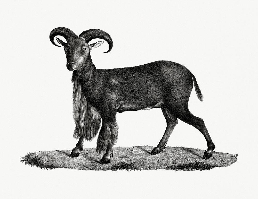 Vintage illustration of Mouflon with cuffs