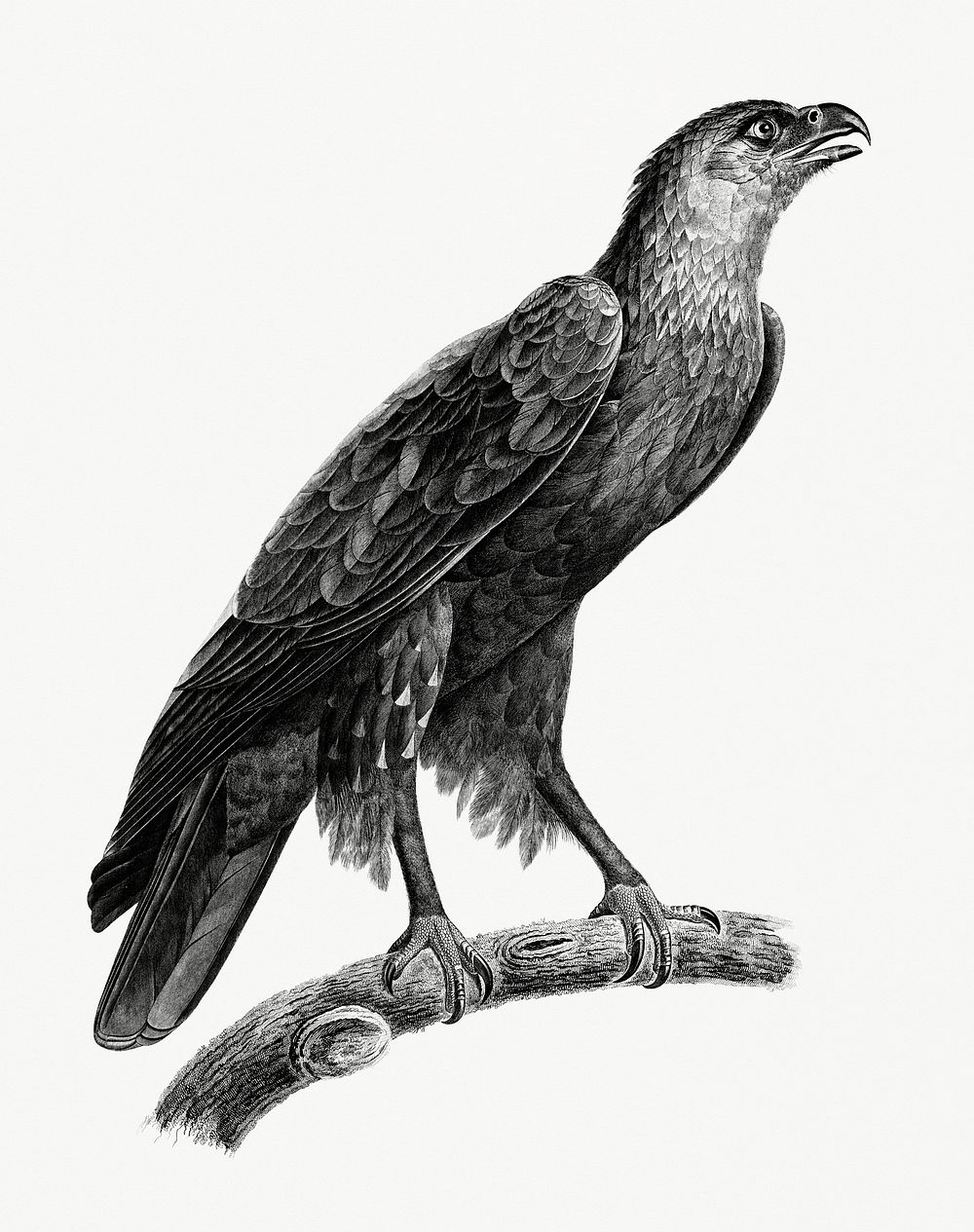 Vintage illustration of Greater spotted eagle