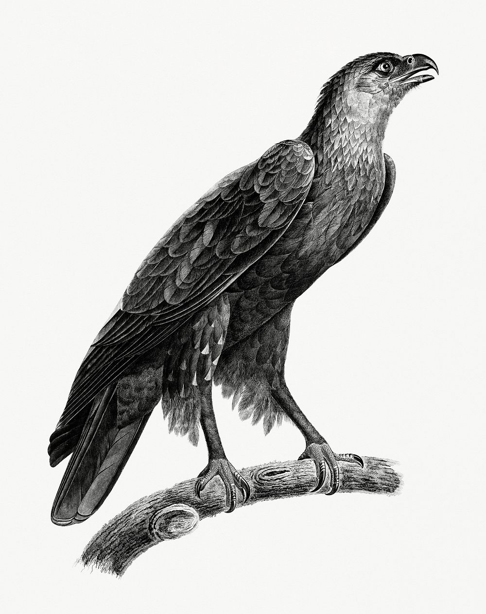Vintage illustrations of eagle