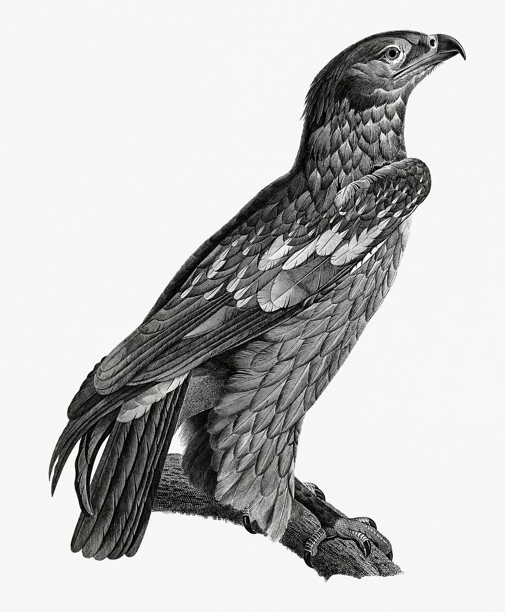 Vintage illustration of Young Spotted eagle