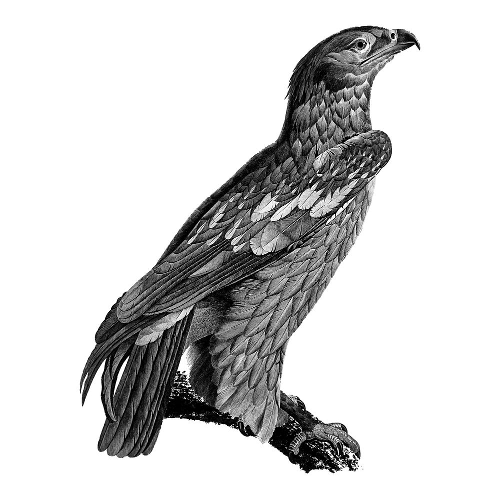 Vintage illustrations of Young Spotted eagle