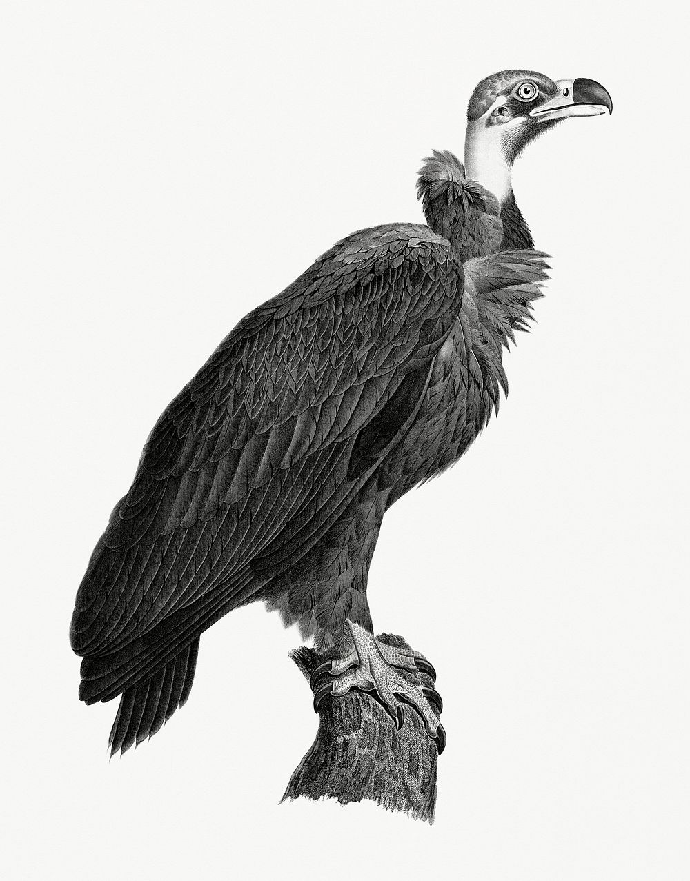 Vintage illustration of Brown Vulture