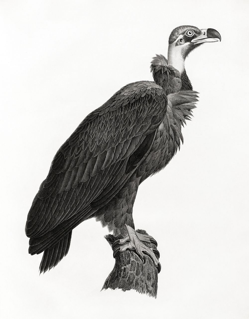 Brown Vulture illustrated by Edme Fran&ccedil;ois Jomard for Description de l'&Eacute;gypte Histoire Naturelle (1809-1828).…
