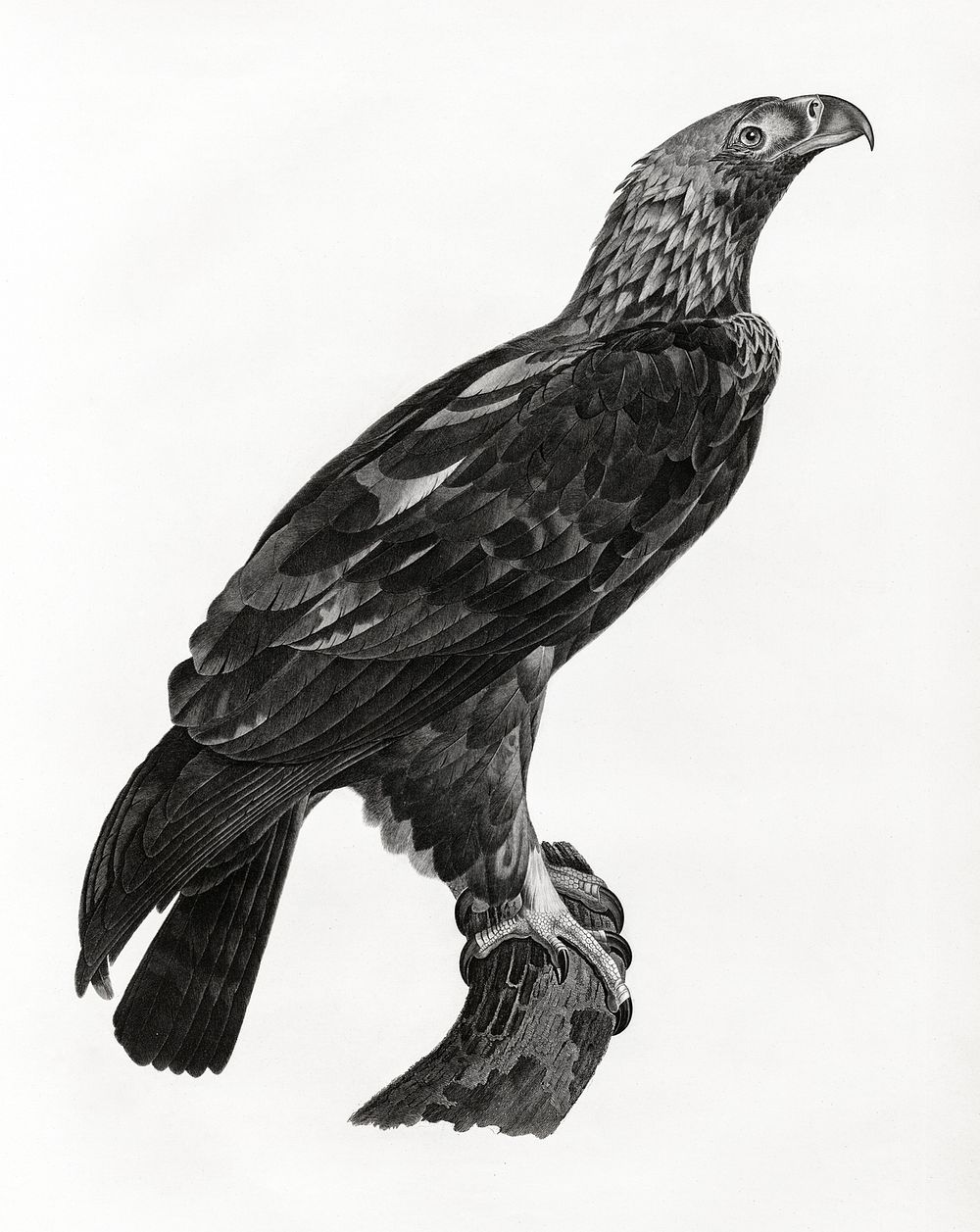 Eastern imperial eagle illustrated by Edme Fran&ccedil;ois Jomard for Description de l'&Eacute;gypte Histoire Naturelle…
