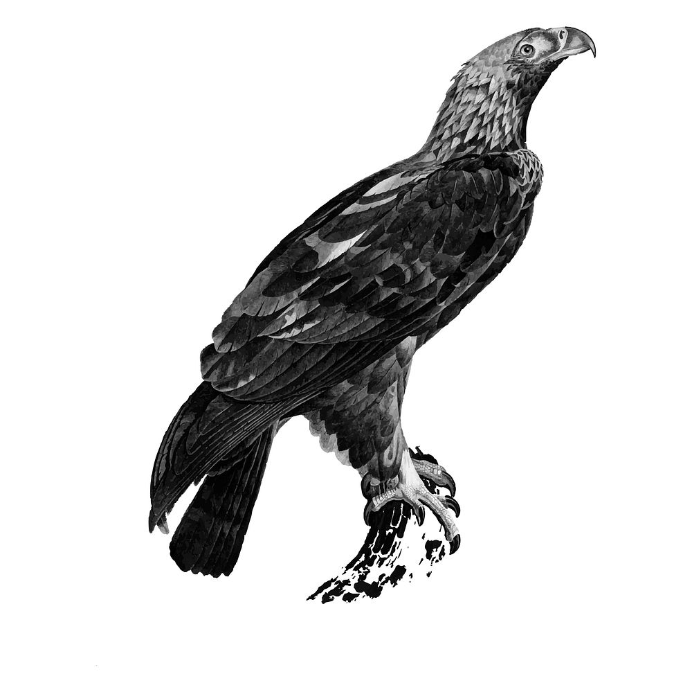 Vintage illustrations of Eastern imperial eagle