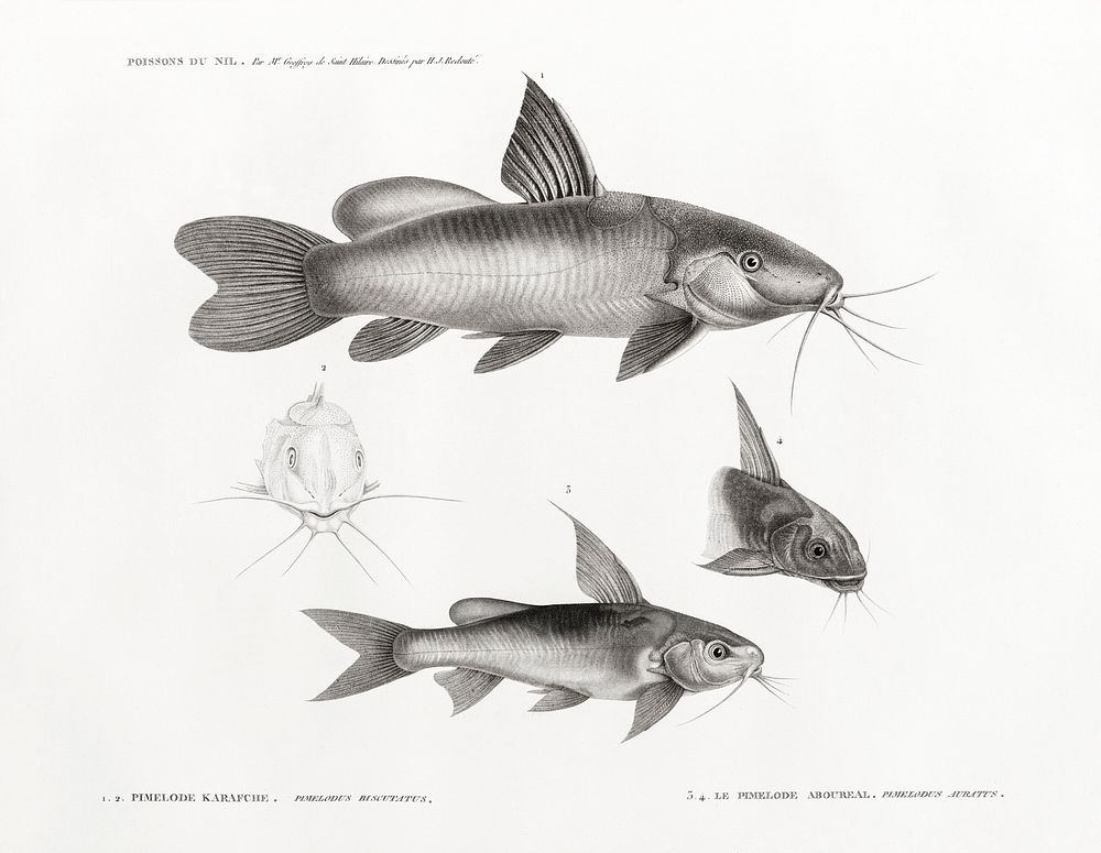 1.2. Black Spotted Catfish 3.4. Chrysichthys auratus . illustrated by Edme Fran&ccedil;ois Jomard for Description de…