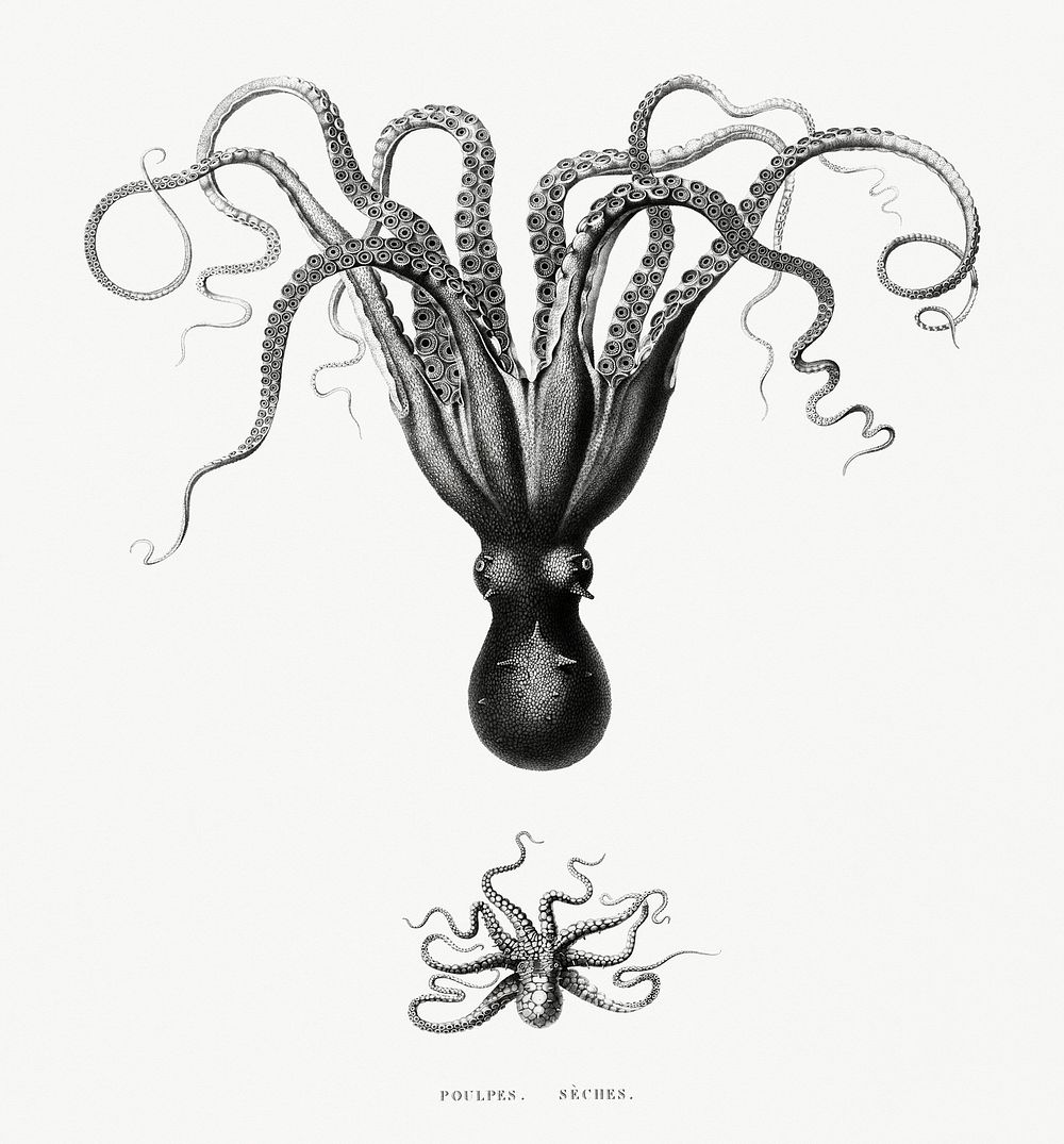 Vintage illustration of Octopuses