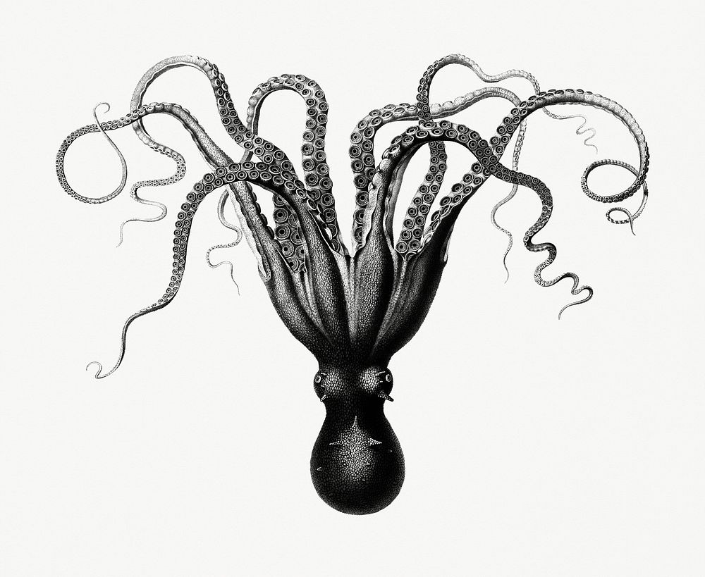 Vintage illustrations of Octopuses