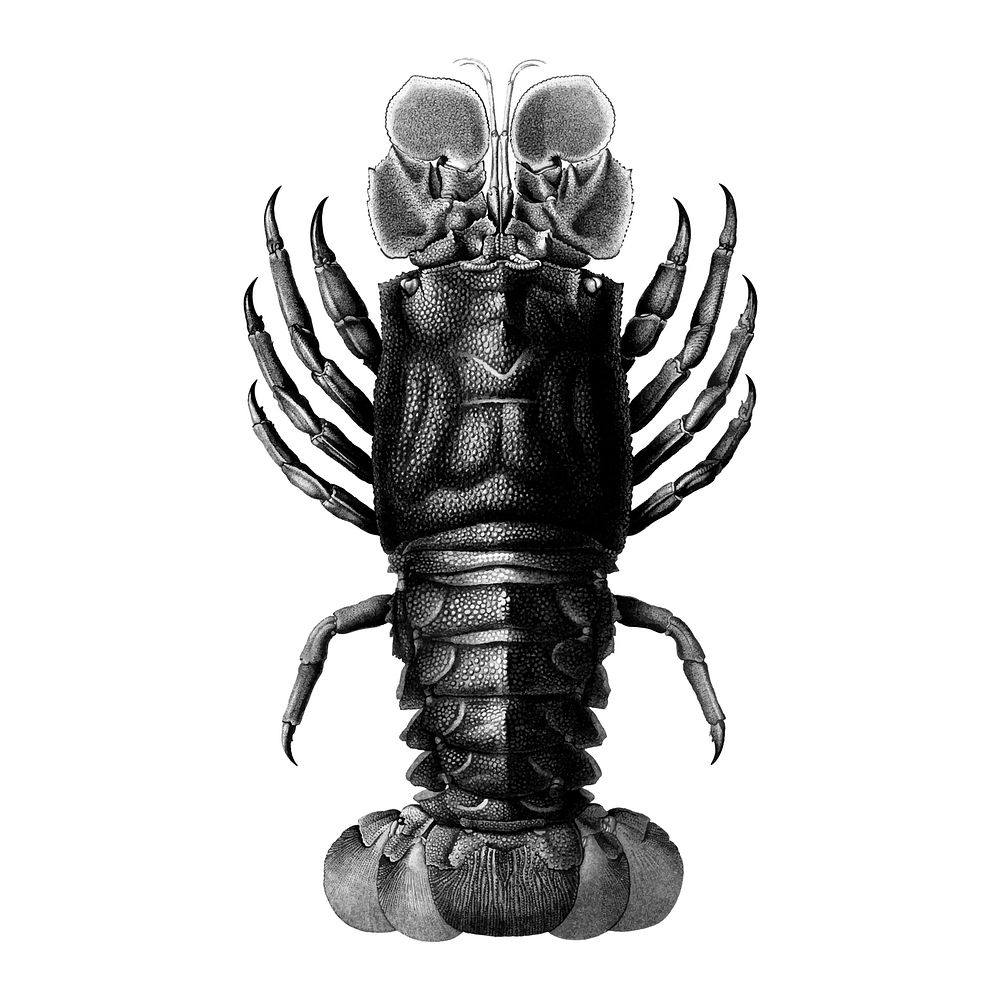 Vintage illustrations of Lobster