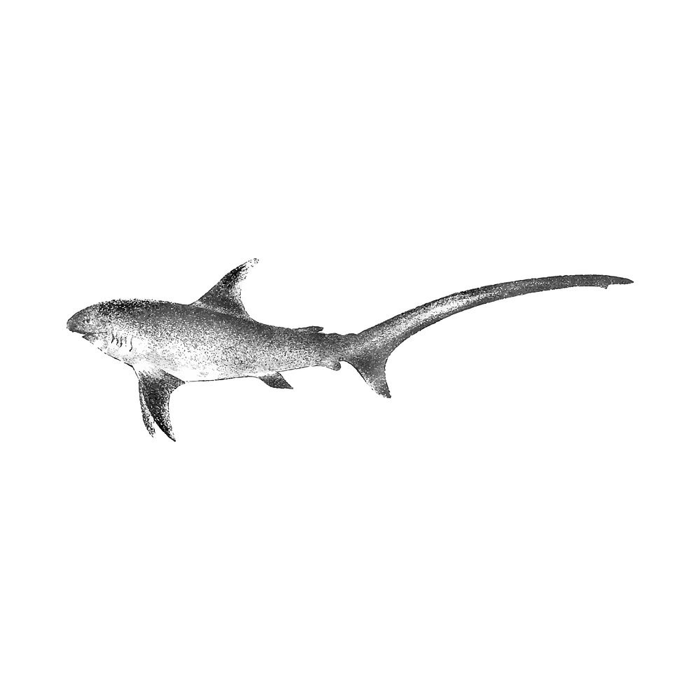 Vintage illustration of Shark