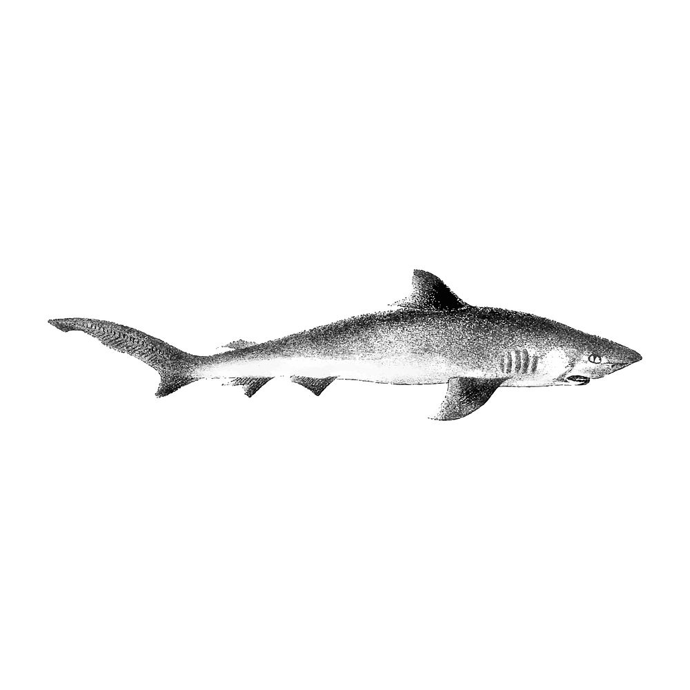 Vintage illustration of Shark