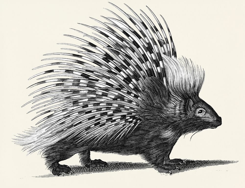 Illustration of Porcupine from Zoological lectures delivered at the Royal institution in the years 1806-7 illustrated by…