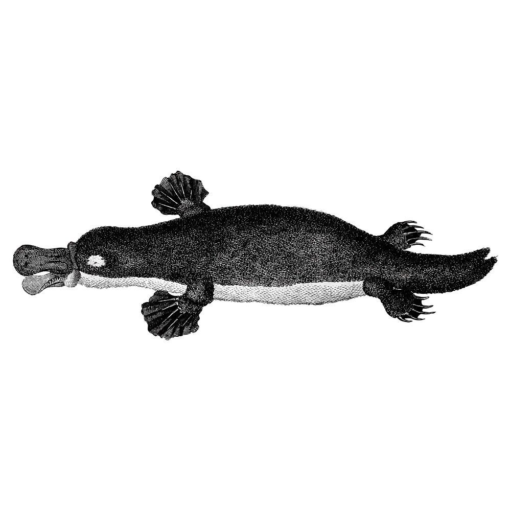 Vintage illustrations of Duck-billed platypus