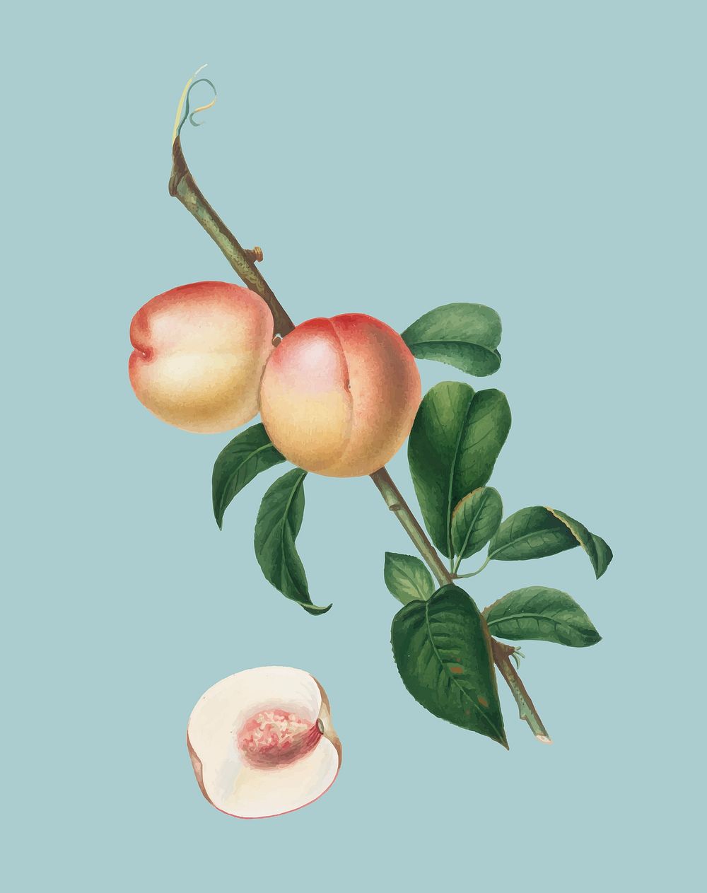White walnut from Pomona Italiana illustration
