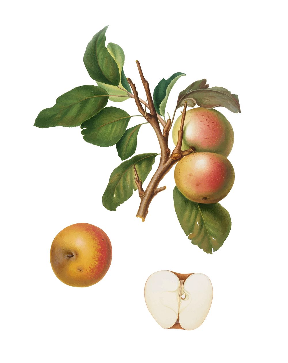 Pupina Apple from Pomona Italiana (1817-1839) by Giorgio Gallesio (1772-1839). Original from New York public library.…