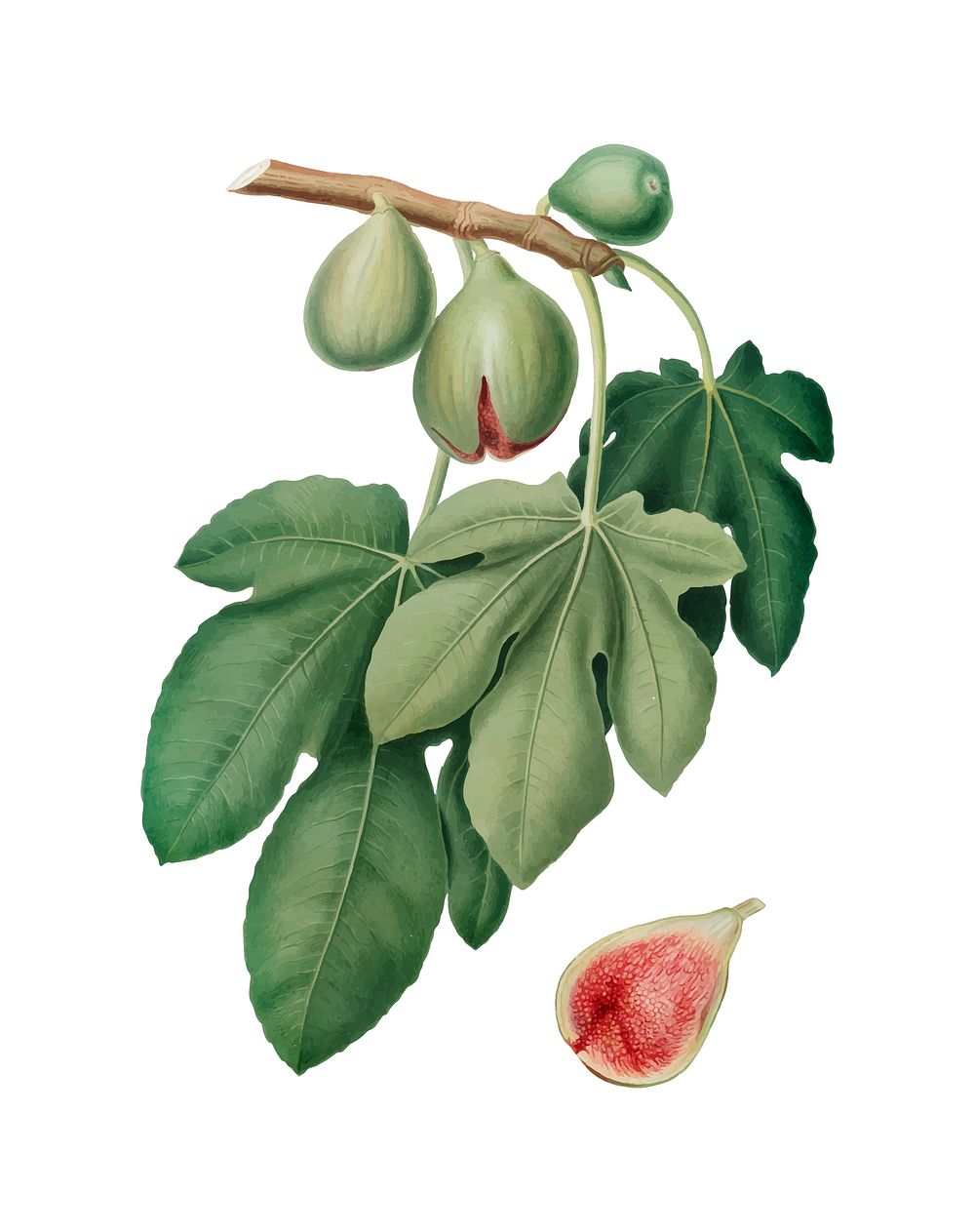 Fig from Pomona Italiana (1817-1839) by Giorgio Gallesio (1772-1839). Original from New York public library. Digitally…
