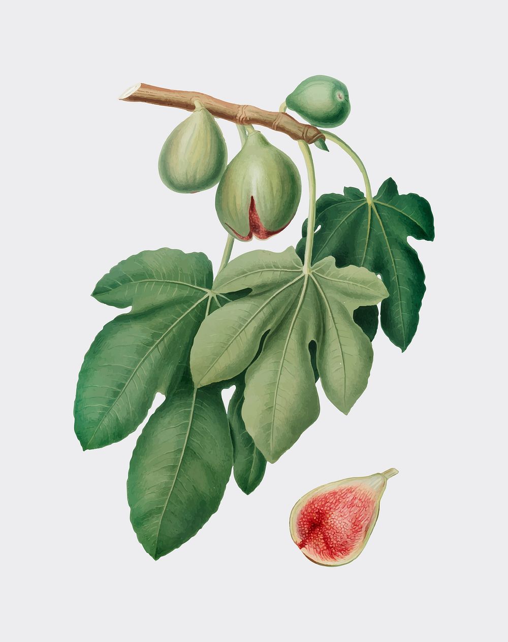 Fig from Pomona Italiana (1817-1839) by Giorgio Gallesio (1772-1839). Original from New York public library. Digitally…