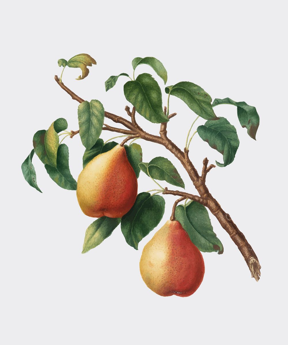 Wild European Pear from Pomona Italiana (1817-1839) by Giorgio Gallesio (1772-1839). Original from New York public library.…